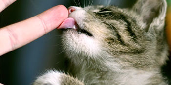risPETtiamoli human-groomings-350x175-e1566633831985 I baci del gatto Mondo Gatto  