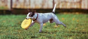 risPETtiamoli Pet-services-34-3-free-img-300x133 I sei bisogni fondamentali del cane Mondo Cane  