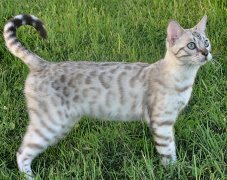 risPETtiamoli benga L’incrocio più bello tra un felino domestico e uno selvatico: il Gatto del Bengala Le razze dei gatti  
