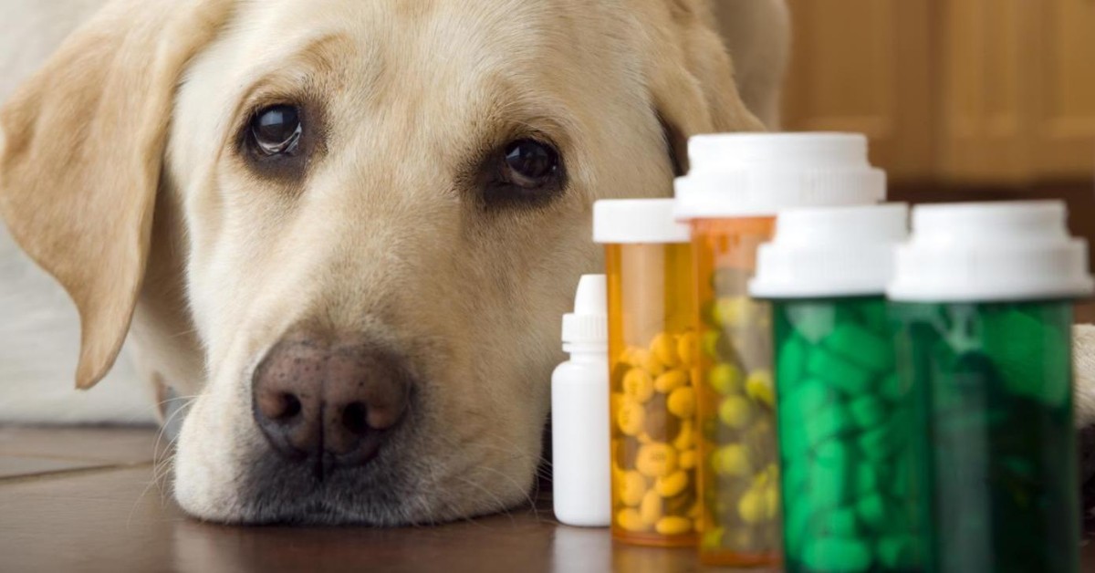risPETtiamoli medic I miei cani e le medicine Mondo Cane  