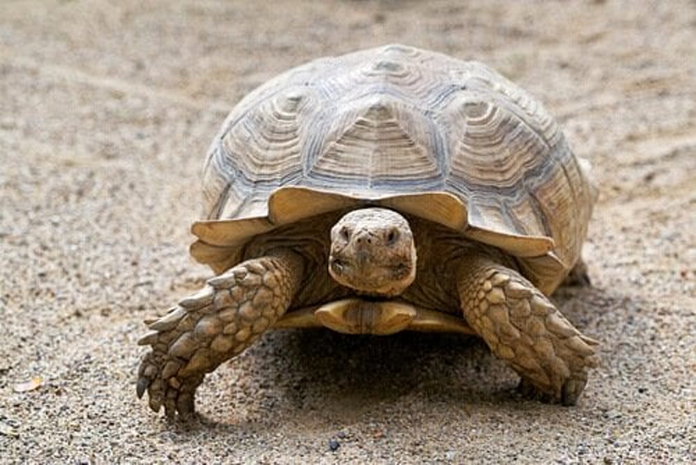 risPETtiamoli tartaruga-2 Una tartaruga come animale domestico Mondo altri Tartarughe  