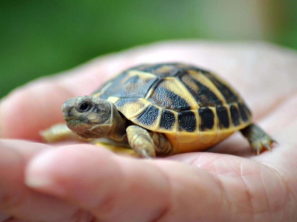 risPETtiamoli tartaruga-e-testuggine-1024x768 Una tartaruga come animale domestico Mondo altri Tartarughe  
