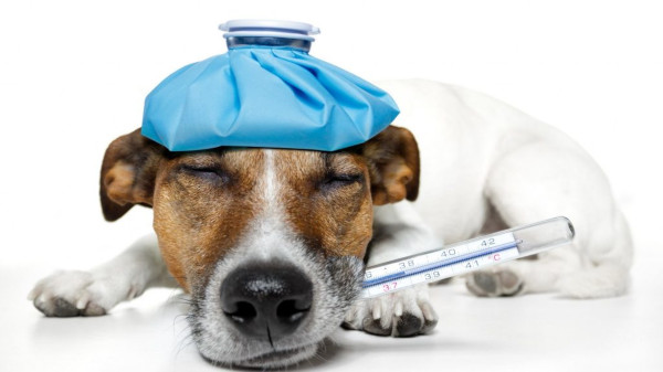 risPETtiamoli UNC_cane_malato Coronavirus In evidenza Le malattie dei cani Le malattie feline  