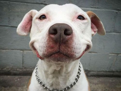risPETtiamoli cane-che-sorride Dog grinning Mondo Cane  