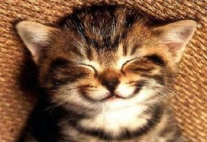 risPETtiamoli gatto-sorride-300x206 I gatti, i proverbi e i modi di dire Mondo Gatto  