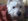 risPETtiamoli west-280x210 West Highland White Terrier Le razze canine  