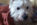 risPETtiamoli west-394x500 West Highland White Terrier Le razze canine  