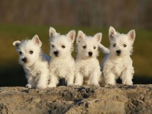 risPETtiamoli westie3-696x522-1-300x225 West Highland White Terrier Le razze canine  