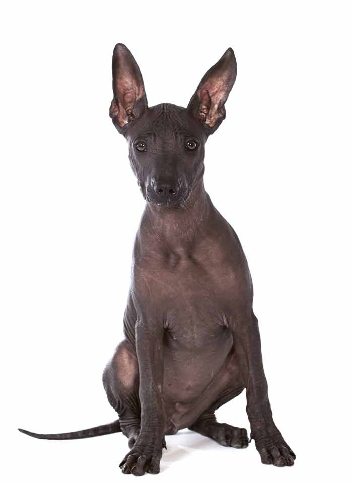 risPETtiamoli Xoloitzcuintle-1 Un nome impronunciabile: lo Xoloitzcuintle o cane messicano nudo In evidenza Le razze canine  