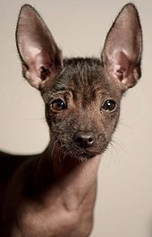 risPETtiamoli Youngtoyxolo Un nome impronunciabile: lo Xoloitzcuintle o cane messicano nudo In evidenza Le razze canine  