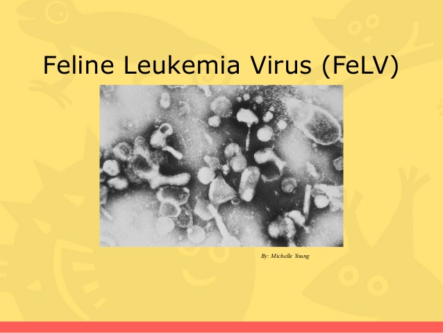 risPETtiamoli feline-leukemia-virus-felv-1-638 FELV: la leucemia del gatto Le malattie feline  