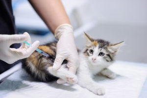 risPETtiamoli feline_aids_resized-300x200 FELV: la leucemia del gatto Le malattie feline  