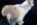 risPETtiamoli turco-van-2-740x500 Il gatto che non ha paura dell'acqua: il Gatto Turco Van Le razze dei gatti  