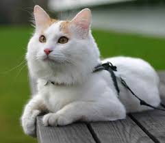 risPETtiamoli turco Il gatto che non ha paura dell'acqua: il Gatto Turco Van Le razze dei gatti  