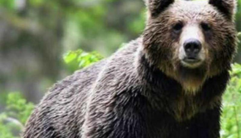 risPETtiamoli m49-nel-bosco L'orso M49: pericoloso o un orso che fa l'orso? Mondo altri  
