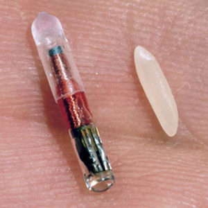 risPETtiamoli microchip-300x300 L'applicazione del microchip In evidenza Mondo Cane  