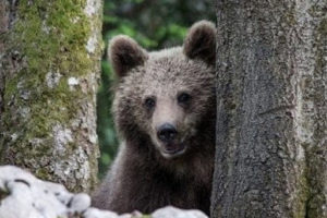 risPETtiamoli unnamed-3-300x200 L'orso M49: pericoloso o un orso che fa l'orso? Mondo altri  