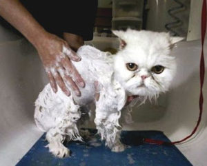risPETtiamoli Bagno-persiano-300x241 Fare il bagno al gatto In evidenza Mondo Gatto  
