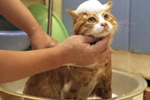 risPETtiamoli bagno_al_gatto-300x200 Fare il bagno al gatto In evidenza Mondo Gatto  