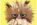 risPETtiamoli leo-grumpy-cat OROSCO*PET: il gatto del leone 21/7-20/8 OROSCO*PET  