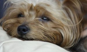 risPETtiamoli Yorkshire-1t9m7bd2tzo0541jekgx8477fd8pj2ebn6xaz9wlcfpw-300x182 YORKSHIRE TERRIER: il cane da salotto per eccellenza In evidenza Le razze canine  