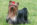 risPETtiamoli Yorkshire-Terrier-nero-focato YORKSHIRE TERRIER: il cane da salotto per eccellenza In evidenza Le razze canine  