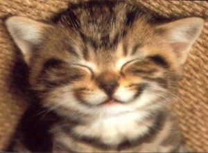 risPETtiamoli Gattino-che-sorride-300x221 Da Welfare a Wellbeing Altri In evidenza Mondo Cane Mondo Gatto  