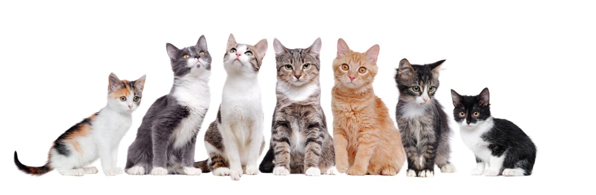 risPETtiamoli tanti-gatti Gatti e personaggi famosi In evidenza Mondo Gatto  