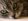 risPETtiamoli occhio2-280x210 Gli occhi e la vista del gatto In evidenza Mondo Gatto  