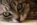 risPETtiamoli occhio2-740x500 Gli occhi e la vista del gatto In evidenza Mondo Gatto  