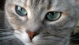 risPETtiamoli occhio3-300x172 Gli occhi e la vista del gatto In evidenza Mondo Gatto  