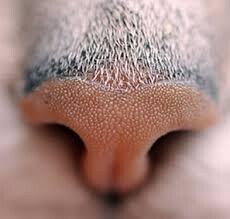risPETtiamoli naso Il naso e l'olfatto del gatto In evidenza Mondo Gatto  